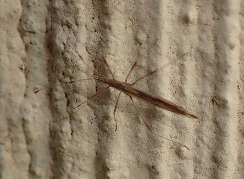 Berytinus sp.
